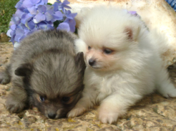 LULU DA POMERÂNIA (SPITZ ALEMÃO) UM  SONORO POMPOM